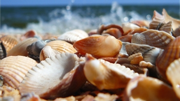 Gleaming from the Deep - Shells, Pearls, Nautilus 